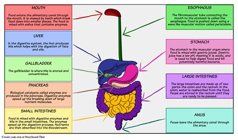 Digestive System Digestive System Activities Digestive System