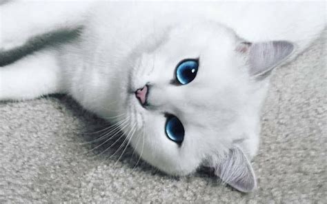 Cat With The Most Stunningly Beautiful Eyes Becomes