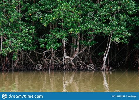 Big Magle Tree In Thailand Tropical Mangrove Swamp Forest Lush E Stock