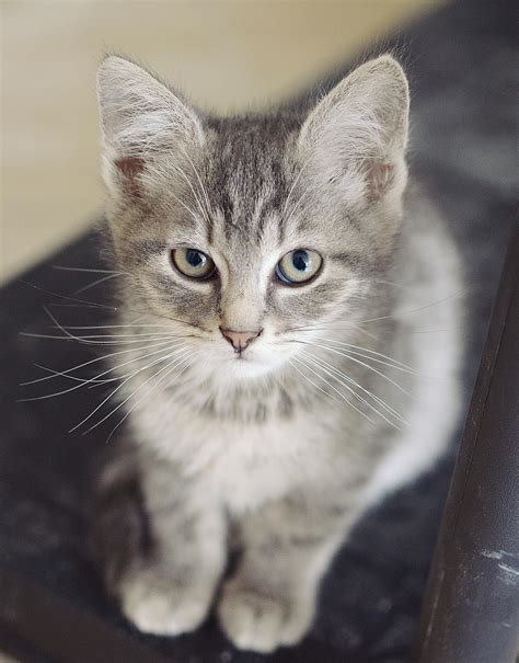 Free Stock Photo Of Grey Kitten Sitting