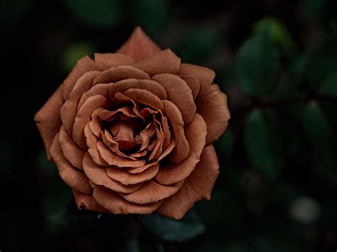 The Brown Rose By Martyn Sommer 500px Rose Flowers Plants