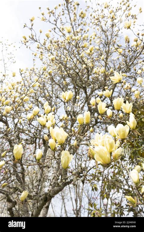 Yellow Flowering Magnolia Elizabeth Tree Stock Photo Alamy