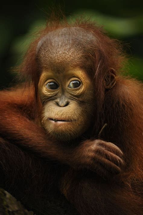 Baby Orangutan Baby Orangutan Orangutan Monkeys Funny