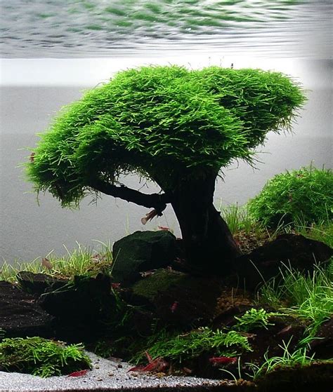 Commandez des parois arrière d'aquarium chez zoobio. Comment réaliser un "arbre" pour décoration
