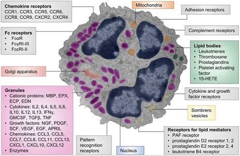 Eosinophils Eosinophils Function Causes Of High And Low Eosinophils