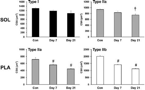 Effects Of 7 And 21 Days Of Hindlimb Immobilization On Muscle Fiber