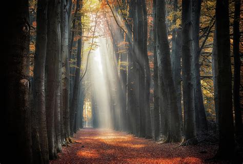 Autumn Path With Intense Light Rays Photograph By Fabrizio Micciche