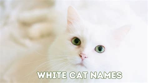 200 White Cat Names For Your Fair Fur Baby