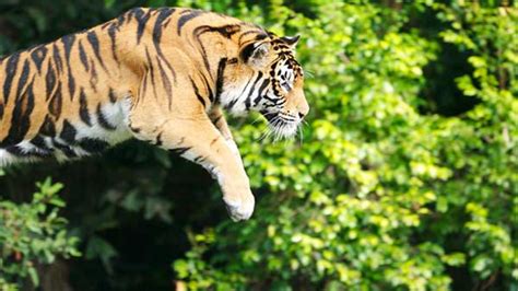 Slow Mo Video Captures Tigers Incredible Vertical Leap Abc7 Chicago