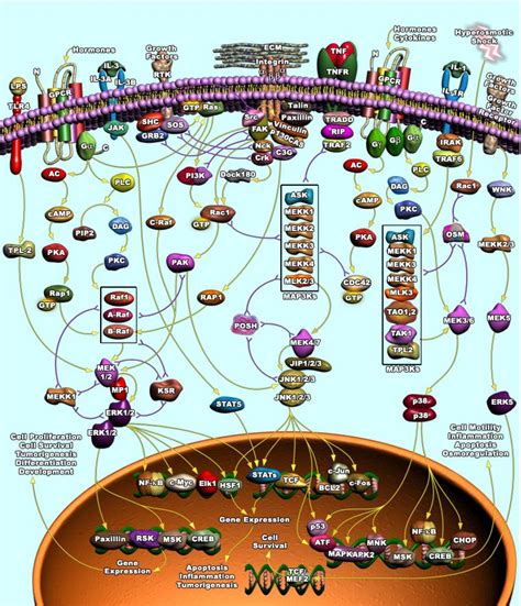 Cell Signalling Map Kinase Signaling With Phospho Elisa Test
