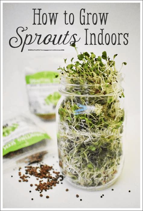 How To Grow Sprouts At Home