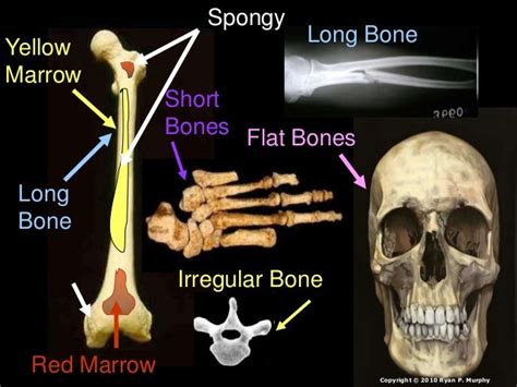 Skeletal System Unit Powerpoint Bones Human Body Skeleton Lesson