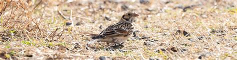 Winter Birding At Freshkills Freshkills Park