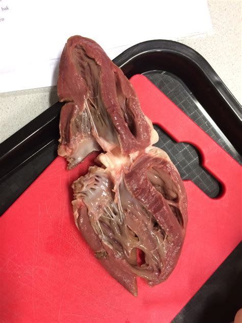 For Anyone Who Was Wondering This Is How A Real Heart Looks Like Cut