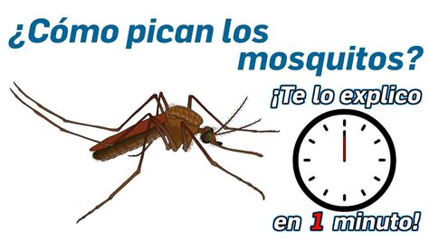 32 ¿cómo pican los mosquitos ¡te lo explico en un minuto youtube