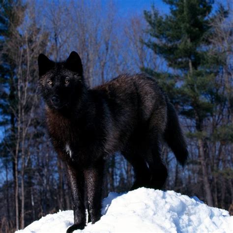 10 Latest Wolves In Snow Wallpaper Full Hd 1920×1080 For