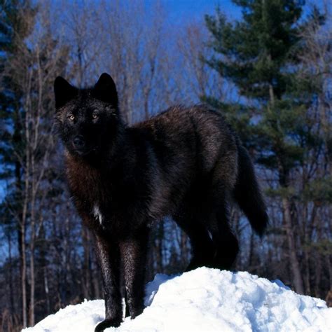 Download black woody hd hd 1080p wallpaper. 10 Latest Wolves In Snow Wallpaper FULL HD 1920×1080 For ...