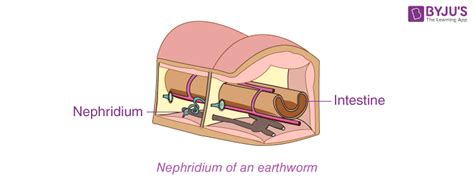 Difference Between Protonephridia And Metanephridia