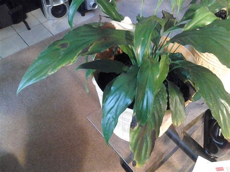 Yellow streaks are the first indication that it's getting too much light. peace lily problems HELP!!!!