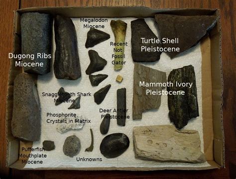 √ River Fossils Identification