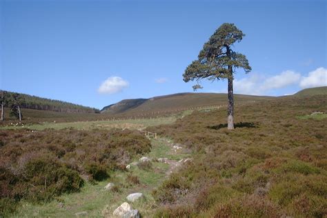 We did not find results for: A Gallery of Native Irish Trees - Green News Ireland
