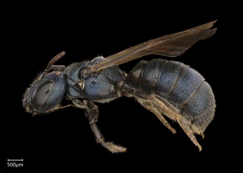 When photos appear you can click on them to enlarge them. Ceratina (Euceratina) | Exotic Bee ID