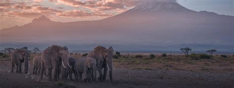 An article outlining the costs of an african safari on the ground. 10 Best African Safari Tours (with 900+ Reviews) - TourRadar