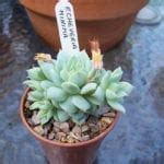The leaves were slightly different in. Christmas Cactus Leaves Turning Purple - Reasons Christmas ...