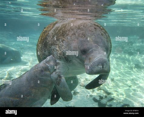 West Indian Manatee And Florida Hi Res Stock Photography And Images Alamy