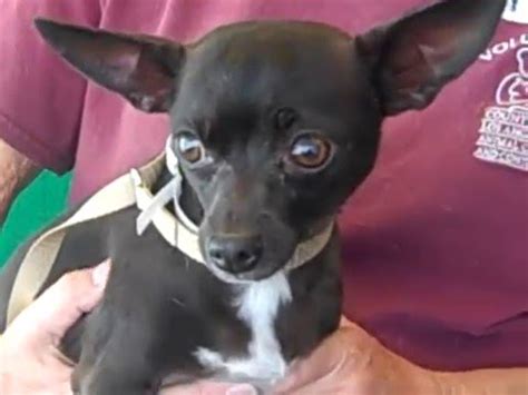 Red miniature pinscher chihuahua mix. A4927396 Starlett | Chihuahua/Miniature Pinscher Mix - YouTube