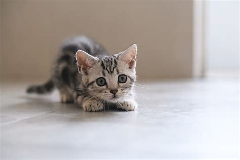 American Shorthair Cat Facts Aspca Pet Health Insurance