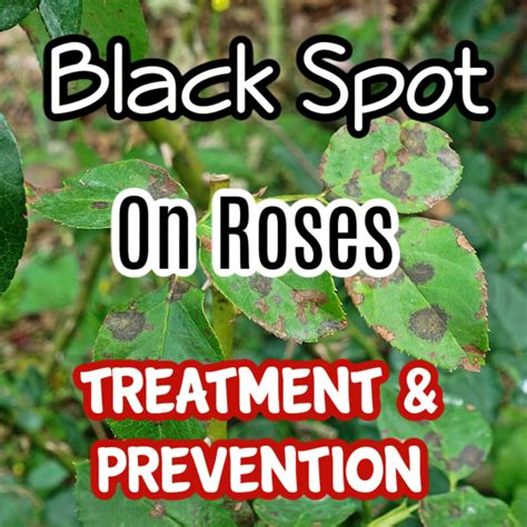 Black Spot On Roses Treatment Prevention Dian Farmer Learning To Grow Our Own Food