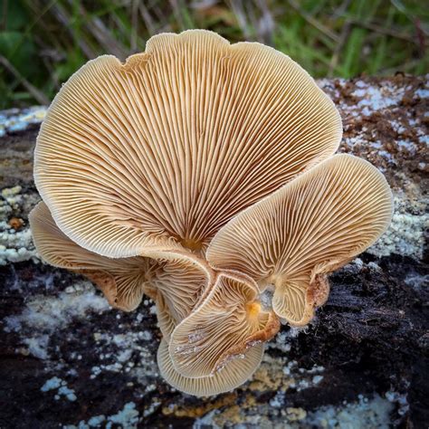 Fascinating Fungi of Northern California by Alison Pollack | 99inspiration