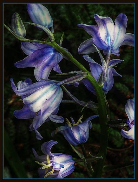 The Blue Bell Is The Sweetest Flower ° The Blue Bell Flickr