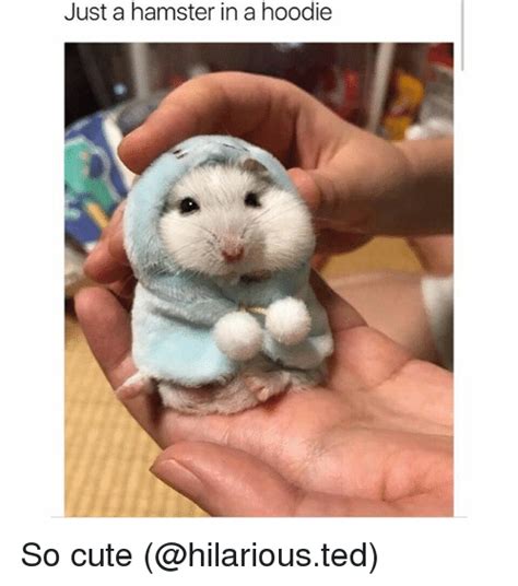25 Best Memes About Hamsters Hamsters Memes