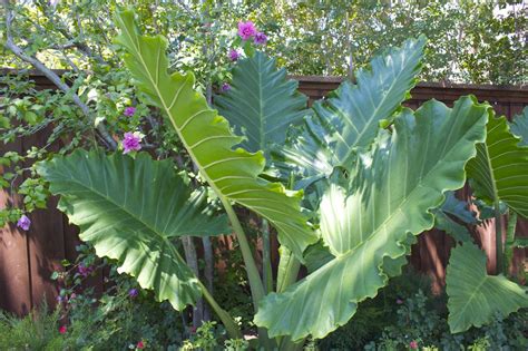 See full list on gardeningknowhow.com Giant Caladiums | pbgarden.com
