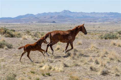 Wild Horse Mare And Foal Running Stock Photo Image Of Heritage