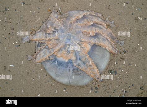 Large Barrel Jellyfish On The Beach In The Uk Stock Photo Alamy