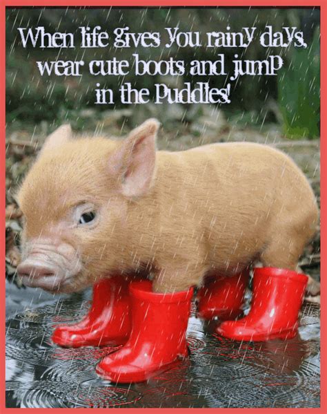 Rainy Days And Cute Boots Funny Animals Cute Piglets Animals