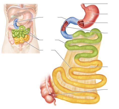 Small Intestine Diagram Diagram Quizlet