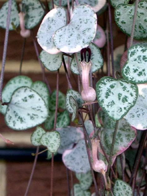 Ceropegia Linearis Subsp Woodii String Of Hearts World Of Succulents