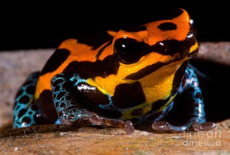 Amazonian Poison Frog Photograph By Danté Fenolio Fine Art America