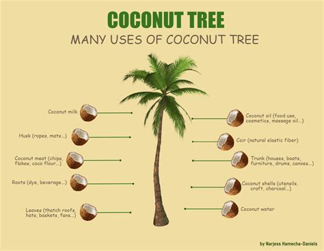 One Of My Favorite Trees The Coconut Tree Coconut Infographic