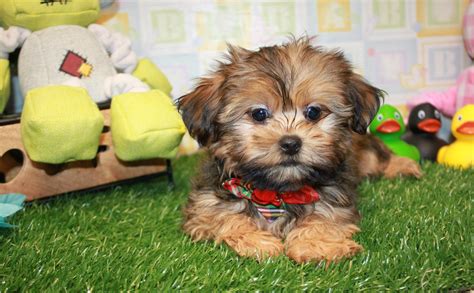 Morkie Puppies For Sale - Long Island Puppies