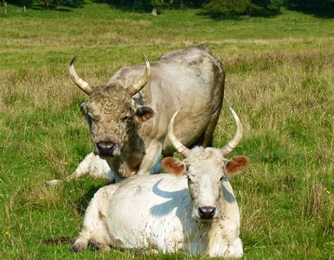 Chillingham Wild Cattle Nature And Wildlife In Alnwick Visit