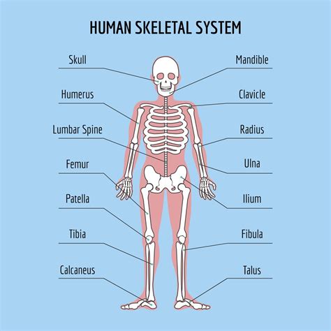 The right side of the body is represented by the 2nd to 6th houses. The Human Skeleton: All You Need to Know | Human skeletal ...