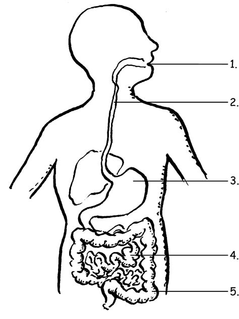 Blank Digestive System Diagram