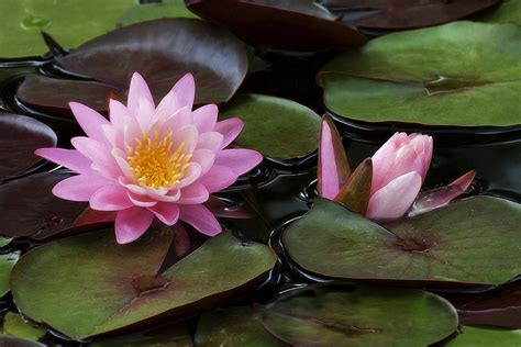 Beautiful Pink Water Lilies Photograph By Linda D Lester