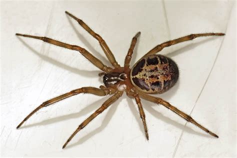 Steatoda Nobilis False Widow Spider Cabi Compendium
