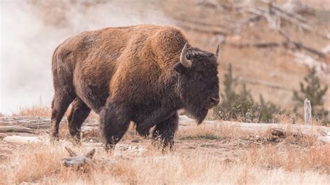 Wyoming Announces Bison Hunt On North Fork Gohunt